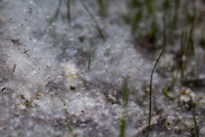 Eastern Cottonwood Seeds